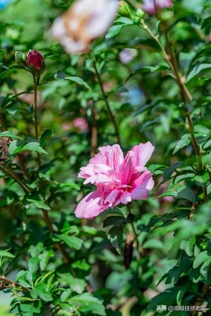 木槿花种植指南：打造色彩斑斓的花园