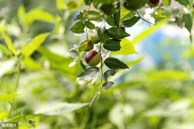 种植枣树采用无公害的栽培技术，可以有效地提高大枣的产量和质量