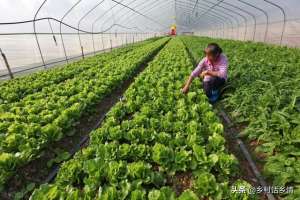 茶籽树种植方法(给白菜和萝卜追肥，用茶籽饼试一试，防虫还高产)