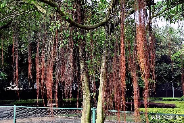 不同单体建筑的园林植物配置大全