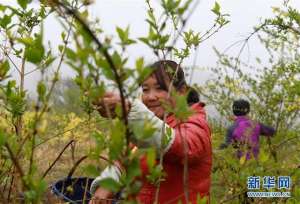 河南药用连翘种植基地(河南卢氏：连翘种植助增收)