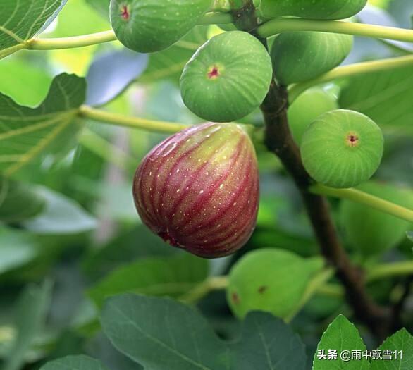 无花果扦插繁殖，做好这5点，成活率极高，年年挂果不掉落