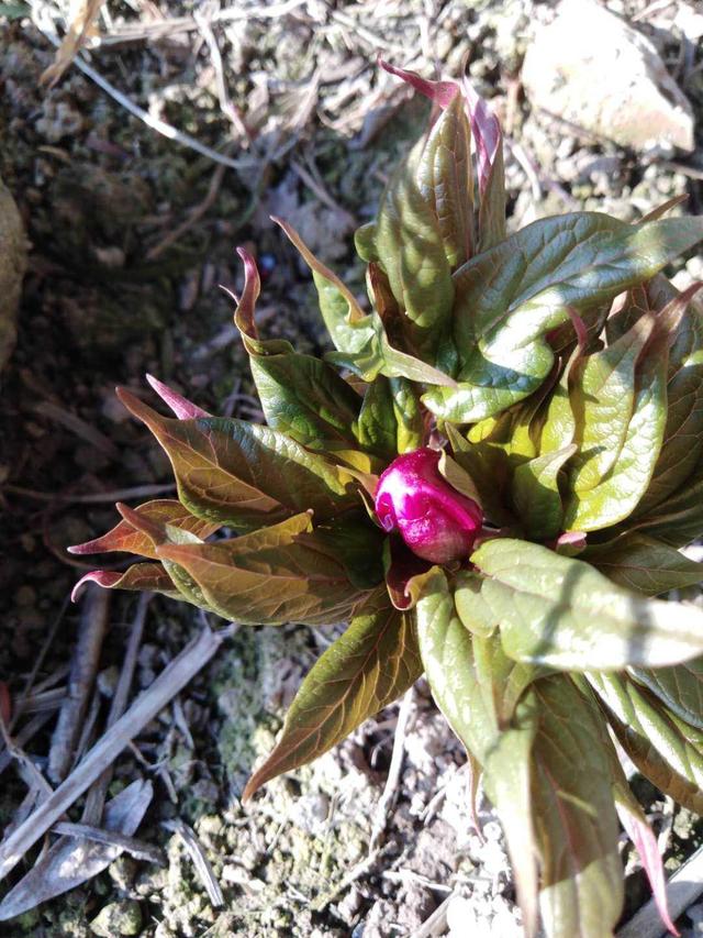 赤芍的功效及种植前景栽培要点