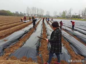 广西葛根种植基地(内乡县湍东镇大力发展葛根产业)