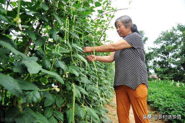 蔬菜种植窍门多，两忌三不要牢记，必备技能，马虎不得