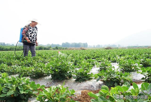 如何让花生实现增产增收？开花结荚期重点抓好4项田间管理