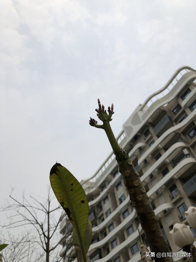 海南特色植物之鸡蛋花