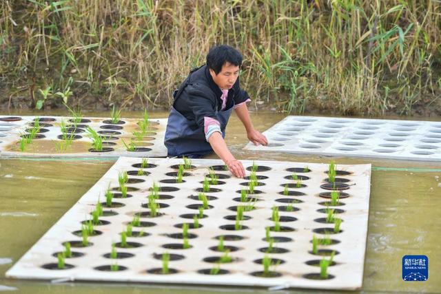 “水上种植”助农增产增收