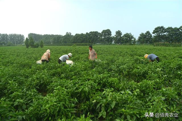 种植大户年赚100多万，勇于聘请固定员工，农村老人成主力军