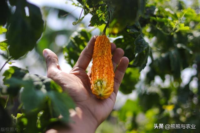 苦瓜种植方法，种子如何浸泡，夏季如何管理，苦瓜吃不完