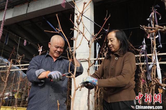 内蒙古新生村迎新“春”：樱桃花开葡萄冒芽 特色种植富农家