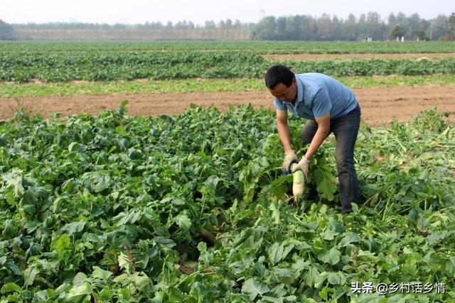 种植大白菜、萝卜，这些肥料现在好准备了，提前做好有备无患