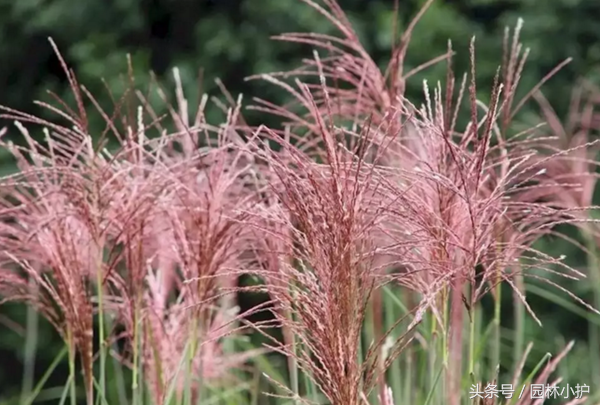 芒草之中国芒8大品种