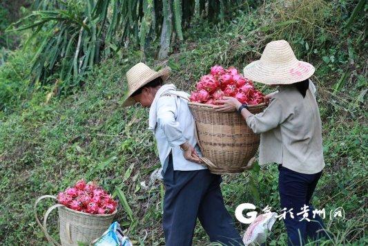 17年！罗甸火龙果种植面积达3.54万亩，年总产量达3万吨