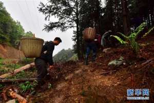 杉树林适合种植什么(广西鹿寨：林下种“芝”助增收)