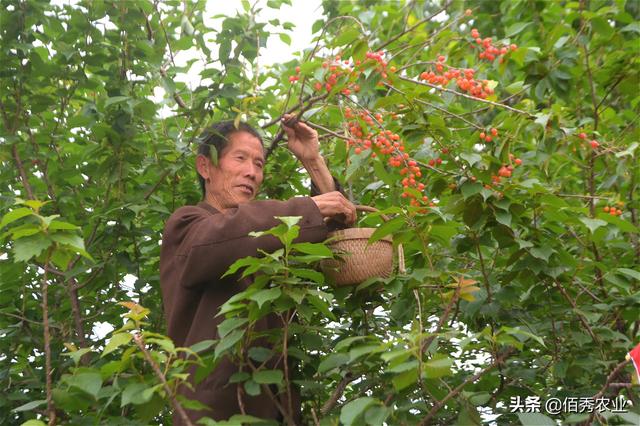 农村青年种植传统樱桃，足不出户就赚钱，外出打工开始成副业