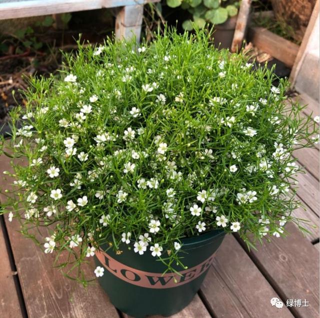 秋播忙不停~草本开花植物清单在此