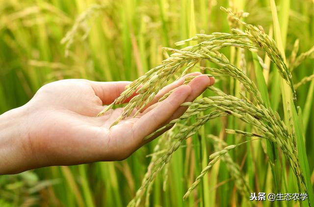 助农增收致富】辣椒反季节种植，与早稻抛秧轮作模式高产栽培技术