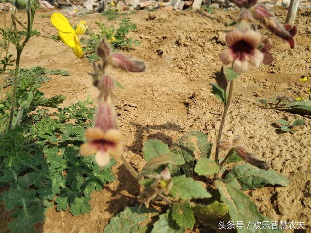 地黄虽好，但是种植前这4点需要搞清，不然赔了夫人又折兵