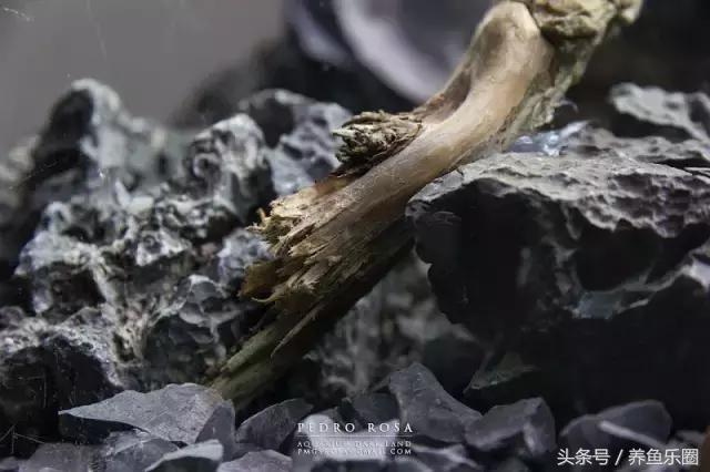 草缸想做悬空造景？看这位大神的做法，你的草缸也可以快速搞定！