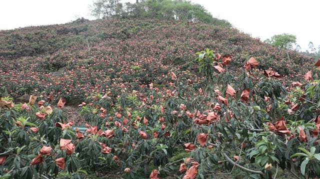 荔波万亩枇杷正金黄 陆续新鲜“上市”