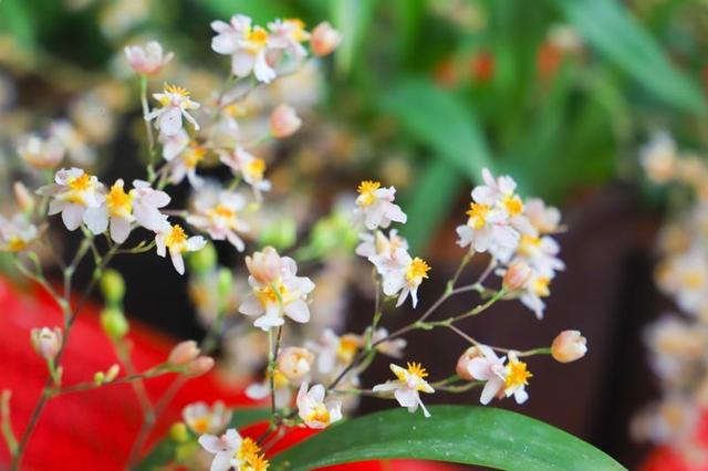 春节将近，广州规模最大的兰花种植基地进入销售旺季