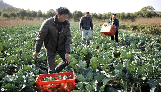 秋季播种期，西兰花播种后容易感染黑胫病，怎么样播种能预防呢