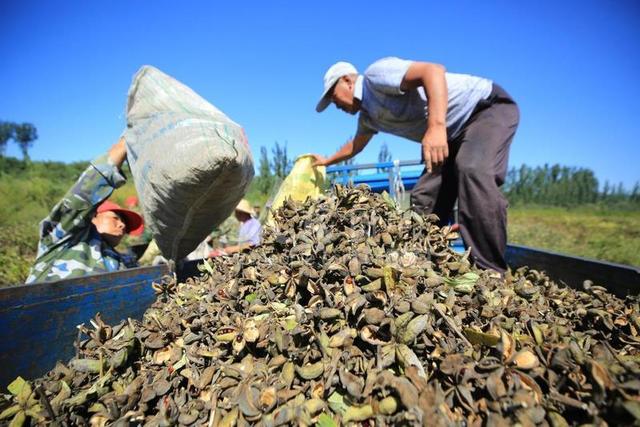 河北迁西：油用牡丹种植助力增收致富