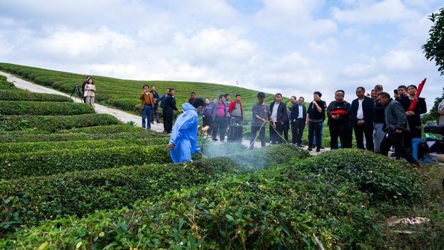 石阡茶农培训忙