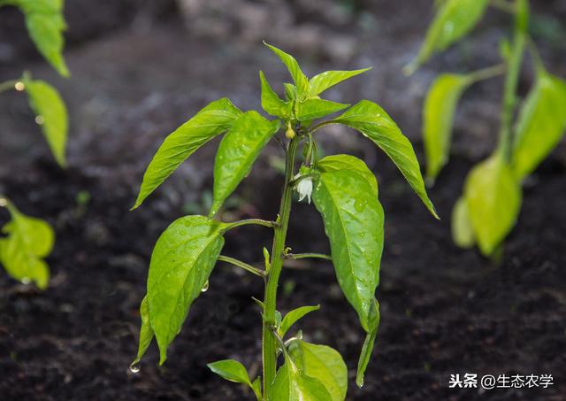 助农增收致富】辣椒反季节种植，与早稻抛秧轮作模式高产栽培技术