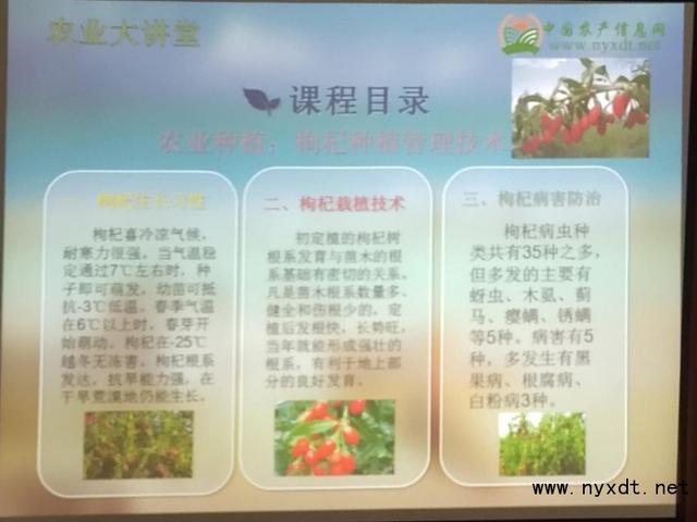 农业种植：枸杞种植管理技术