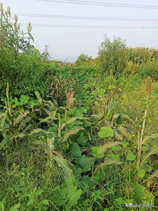 青甜杆高粱爱吃还要会种植 抓住这4个关键环节 甜杆粗甜还产高粱多