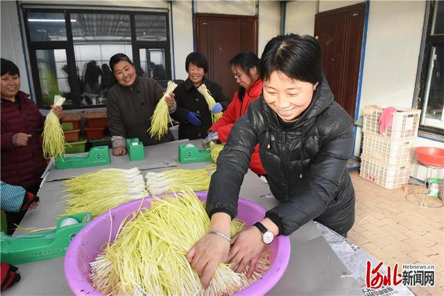 河北深州：黄韭“生金”铺平老乡致富路