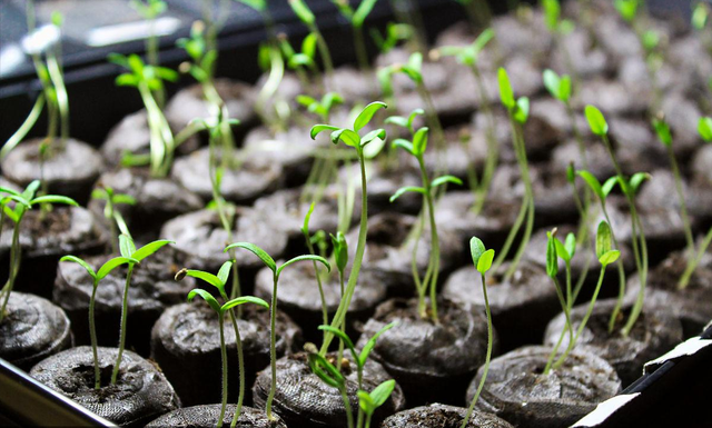 秋季番茄种植的最佳时间和方法，30年种植专业户告诉你，抓紧收藏