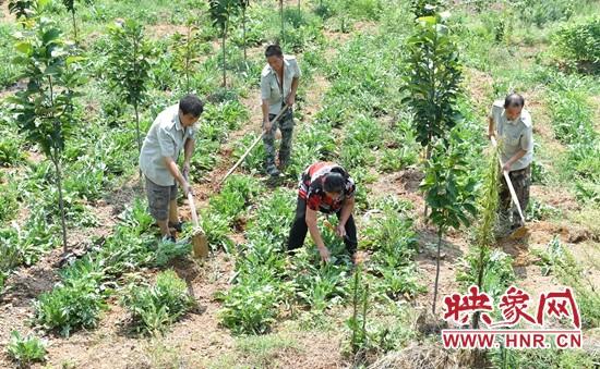 南召县崔庄乡：中药材种植成为山区群众“致富宝”