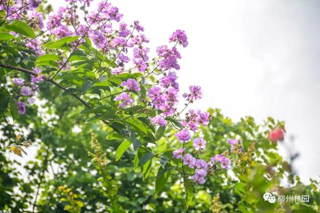 【植物科普】盛夏的园博园里，紫薇花绽放满园