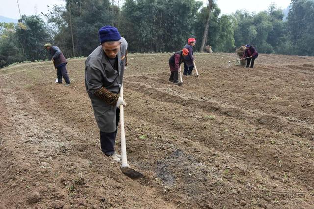 赵代香：万里回国建药材基地 四年打拼引村民致富