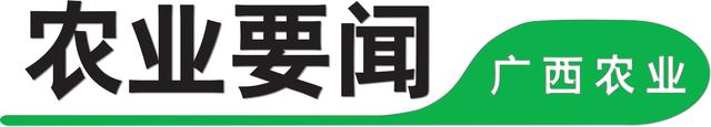 全国首创！广西淮山“冬种夏收”栽培技术取得成功，农民增收又添生力军