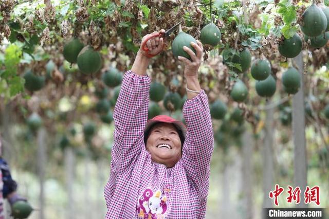 江西彭泽：瓜蒌丰收助农民增收