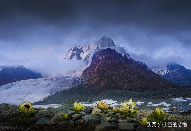 天山雪莲花，神奇而珍贵，如今可遇不可求