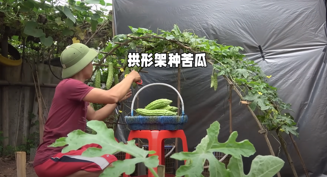 腾空院子一角，劈几根竹子搭架子，自己动手种苦瓜，随便摘不花钱