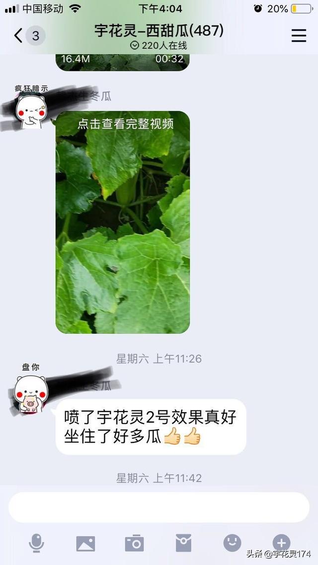 冬瓜跑苗不坐瓜，快来试试这种技术