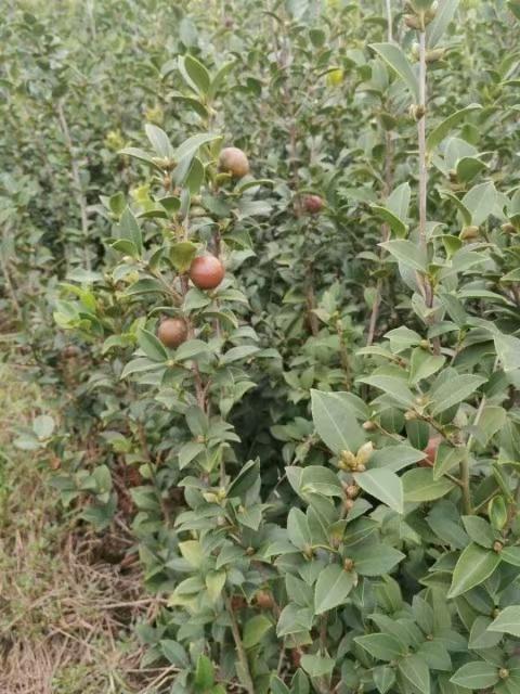 高产油茶苗、茶油茶栽培技术