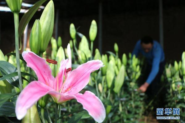 河北平泉：百合香 花农忙