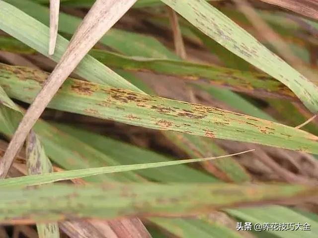 在家里养几盆香茅盆栽，有很多害虫就会远离