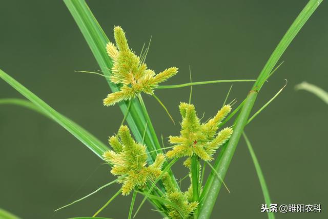 这个新除草剂专治香附子、莎草等恶性杂草，对作物安全又高效