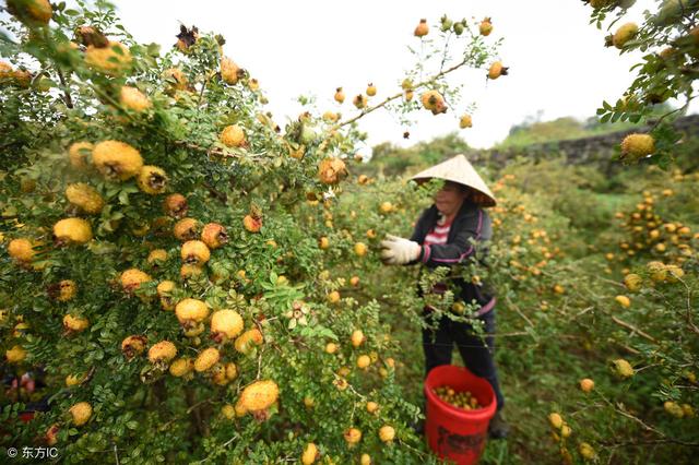 栽培常规果树，还不如栽点新兴果树，刺梨就是一个很好的新兴果树