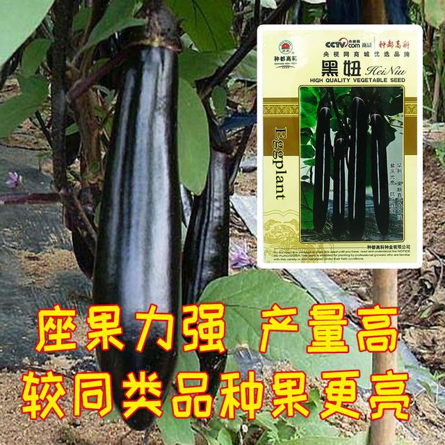 11月份种茄子，又黑又亮的品种，农户试种下，高产又抗病