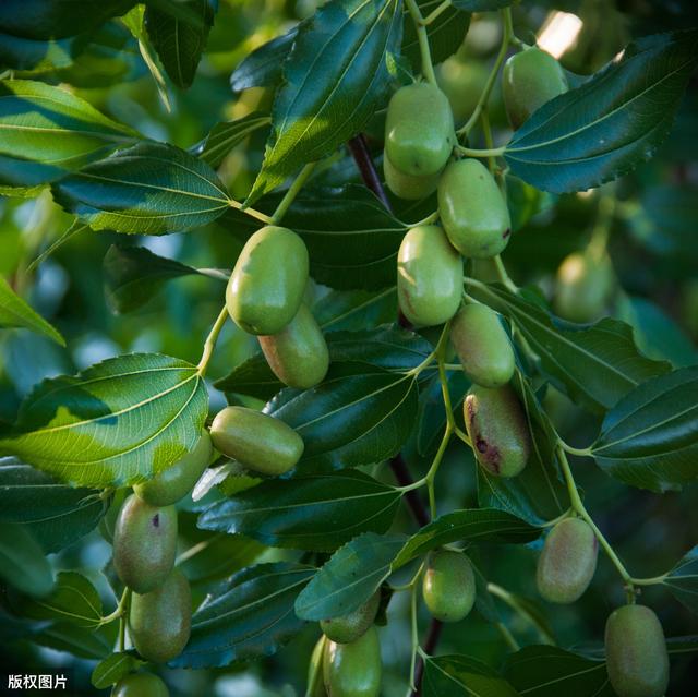 种植枣树采用无公害的栽培技术，可以有效地提高大枣的产量和质量