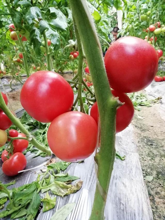 大棚番茄高效栽培关键技术